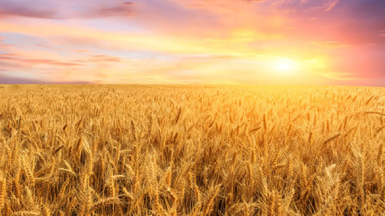 Indian Government । Export । MSP । Wheat: भारत सरकार ने किसानों की मदद के लिए 25 लाख मीट्रिक टन अतिरिक्त गेहूं के निर्यात को दी मंजूरी