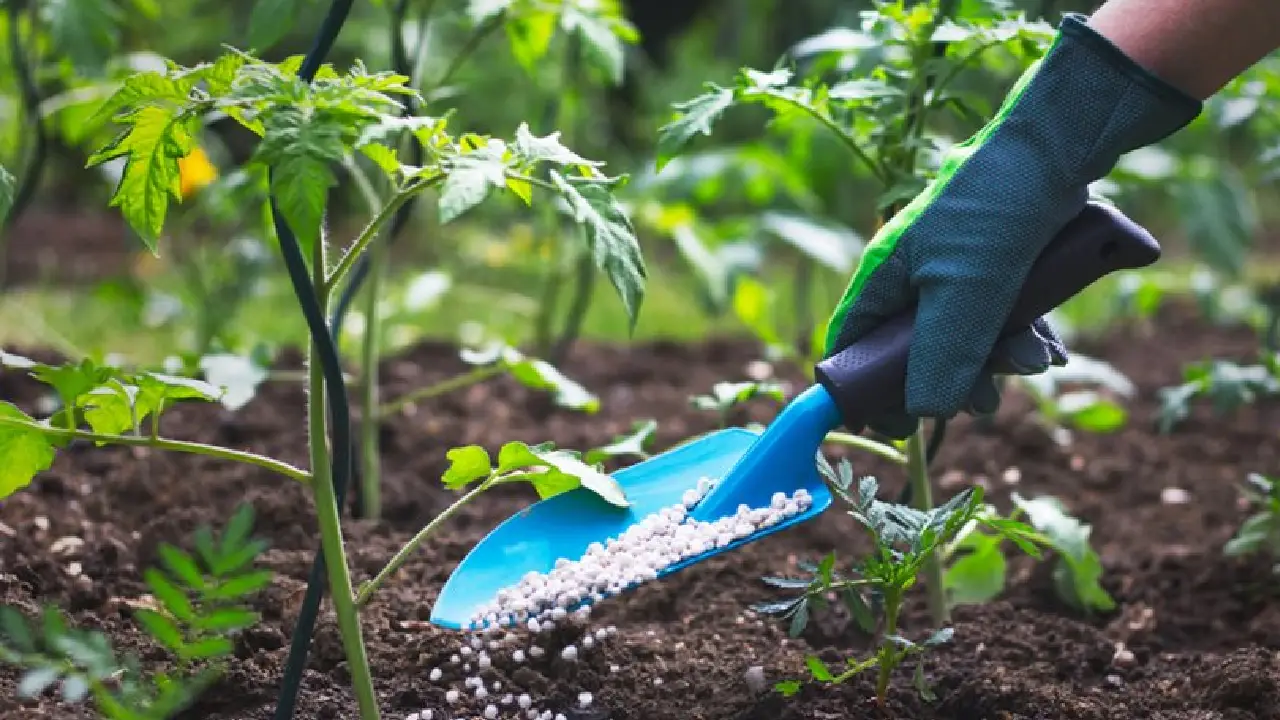 Ministry of Chemical And Fertilizer: रसायन एवं उर्वरक मंत्रालय ने कहा देश में उर्वरकों की उपलब्धता स्थिर और आवश्यकता से अधिक