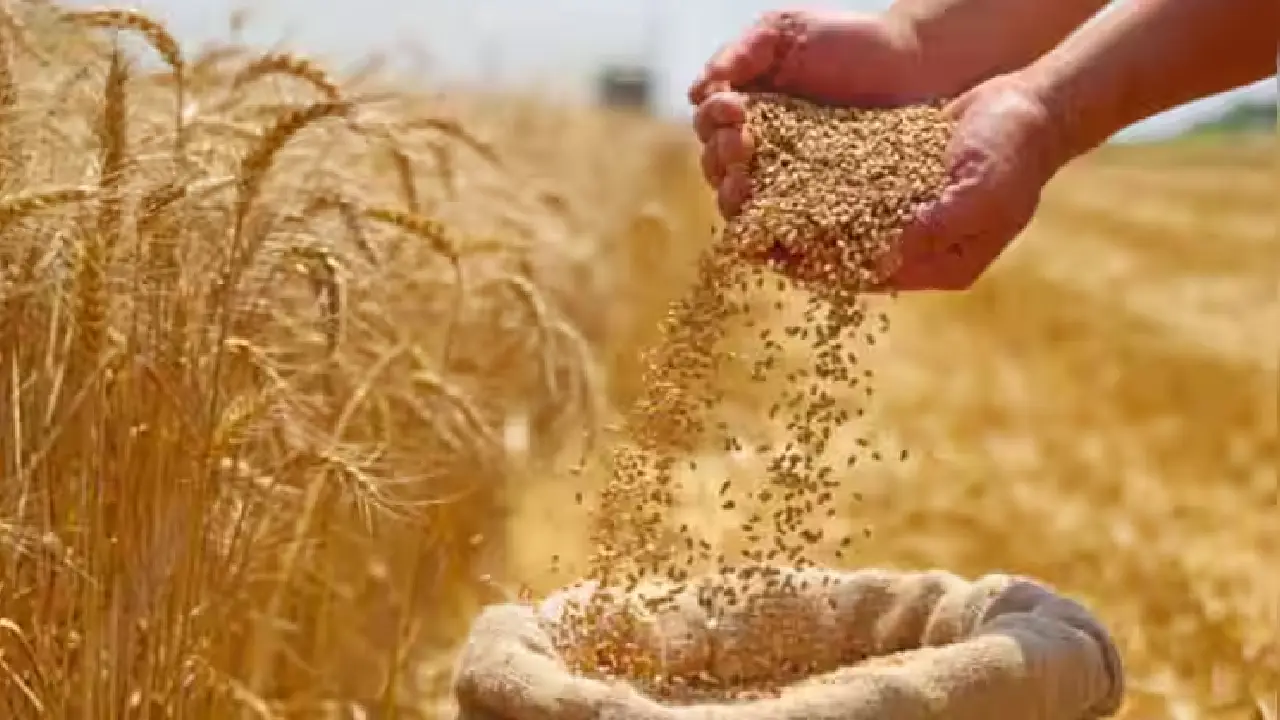 Central Government । MSP । Wheat Purchase । केन्द्र सरकार ने न्यूनतम समर्थन मूल्य पर गेहूं खरीद का लक्ष्य 15% बढ़ाकर 3.45 करोड़ टन किया