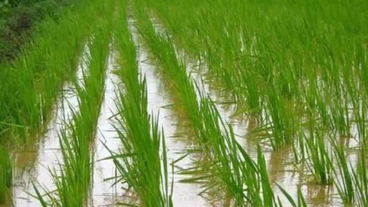 Fertilizer Production । Department of Fertilizer: मोदी सरकार के 12 साल ने रिकॉर्ड फर्टिलाइजर प्रोडक्शन से भारत की कृषि सुरक्षा को किया मजबूत