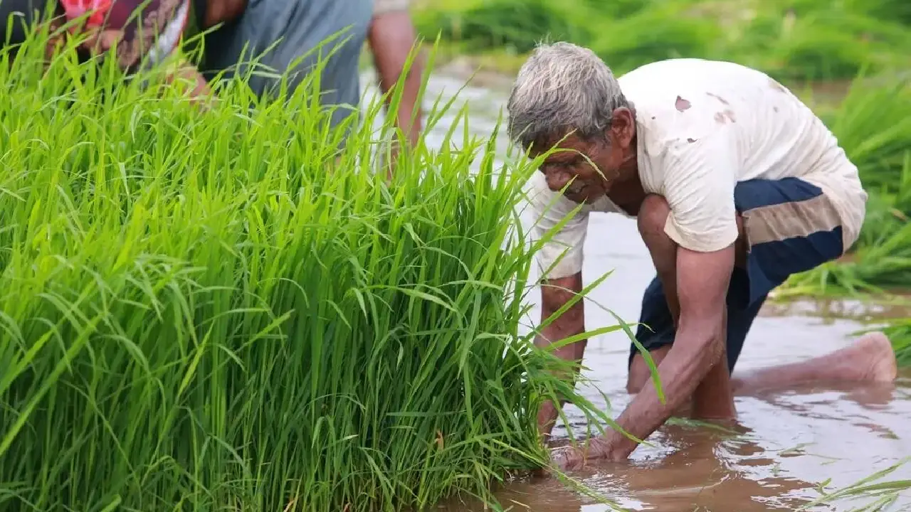 Monsoon । South-West Monsoon । Kharif: मानसून के फिर से लौटने से पूरे महाराष्ट्र में खरीफ की बुवाई में आई तेजी