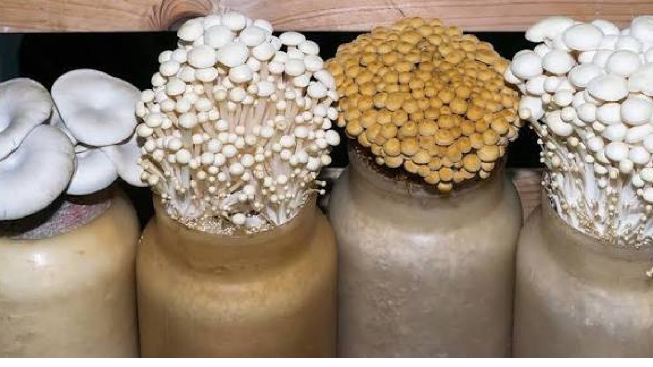 Mushroom production । MIDH: मशरूम उत्पादन को बढ़ावा देने के लिए केंद्र और प्रदेश सरकार लगातार प्रयासरत