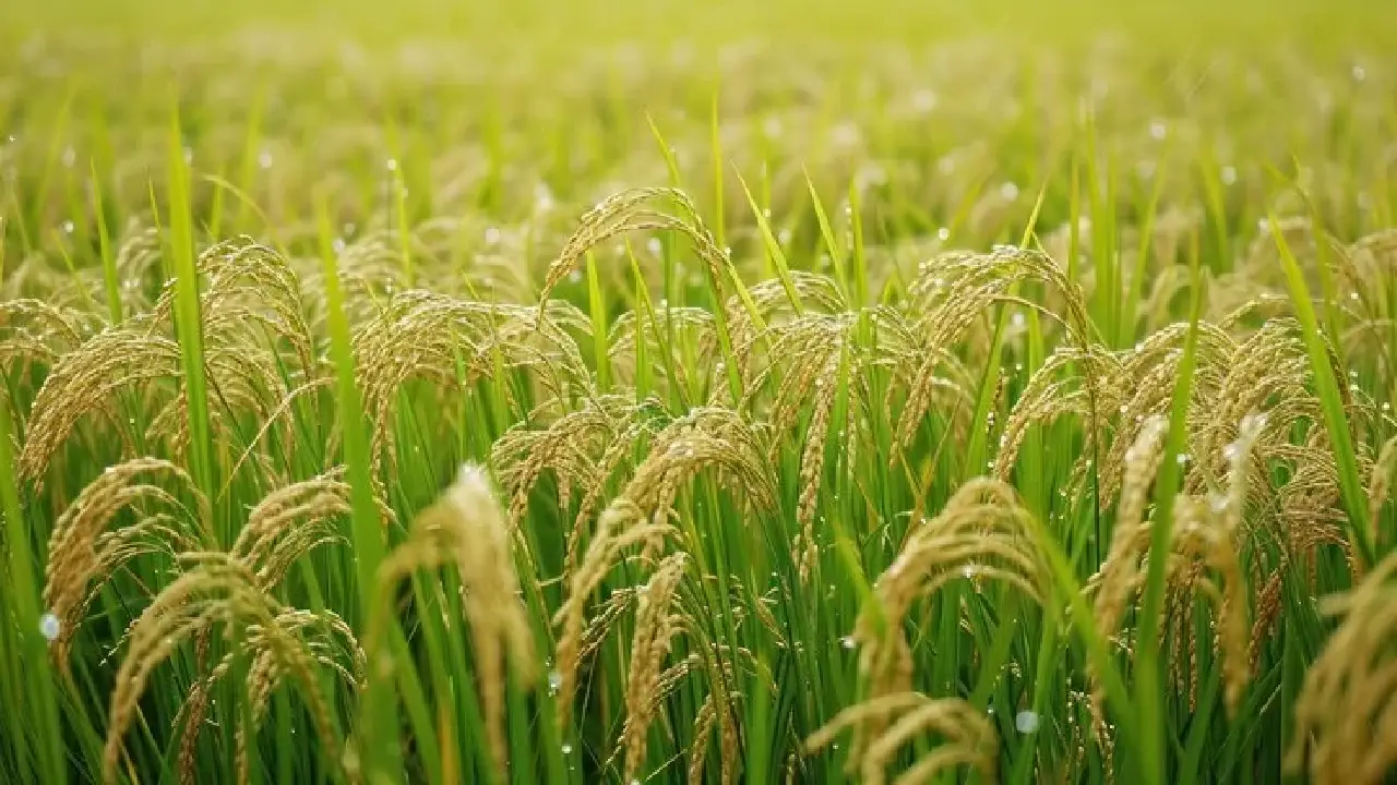 Ministry of Agriculture and Farmers Welfare । Kharif Crop: इस महीने गर्मियों की फसलों में तीन लाख हेक्टेयर से ज्यादा की बढ़ोतरी
