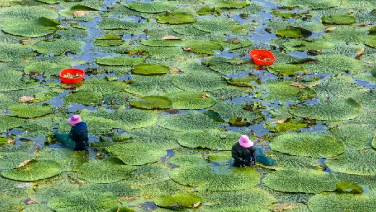 Makhana Development Scheme in Bihar: मखाना विकास योजना