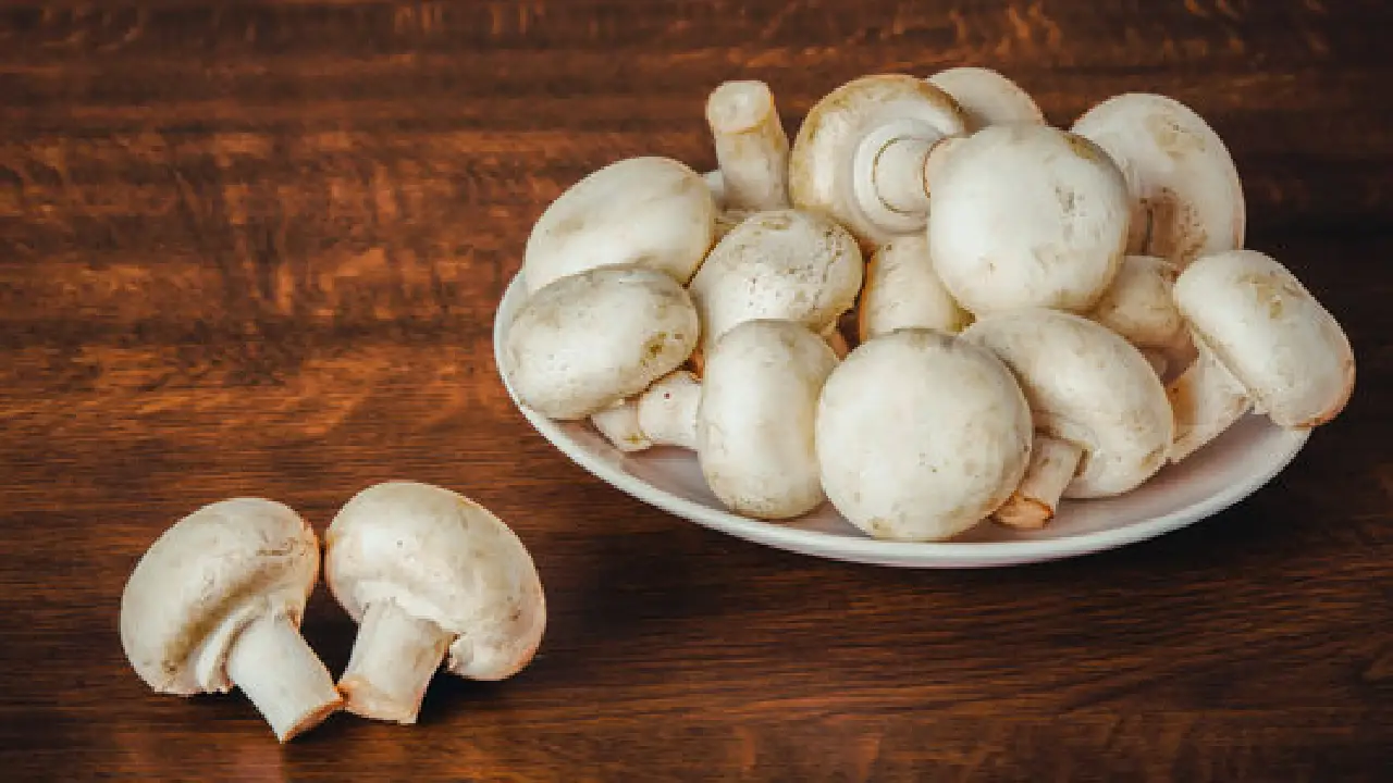 MP । Mushroom Cultivation । SHGs: मशरूम की खेती से युवा किसान बना मिसाल, हर महीने कमा रहे 50 हजार रुपये