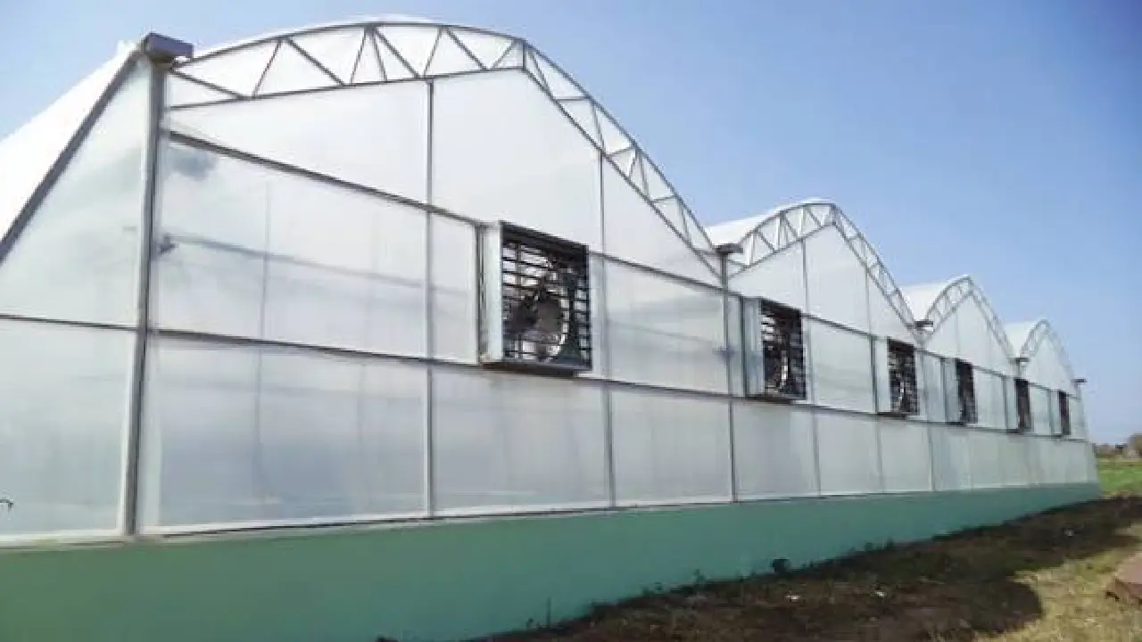 Bhopal । Polyhouse । Shade net House । Mission for Integrated Development of Horticulture: पॉलीहाउस में खिल रहे विदेशी फूल और बदल रही किसानों की तकदीर