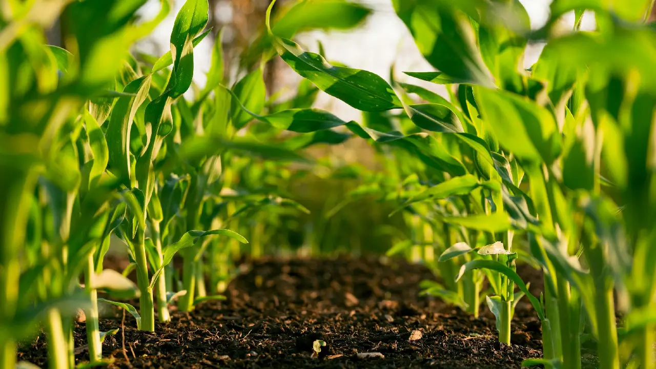 Natural Farming पर राष्ट्रीय मिशन