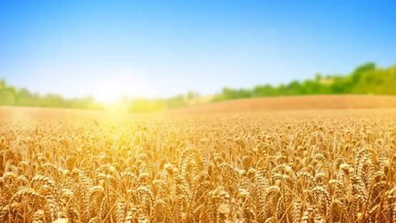 Agriculture Ministry:  कृषि मंत्रालय ने कहा कि ग्रीष्मकालीन फसल का रकबा 64 लाख हैक्टर के पार पहुंच गया