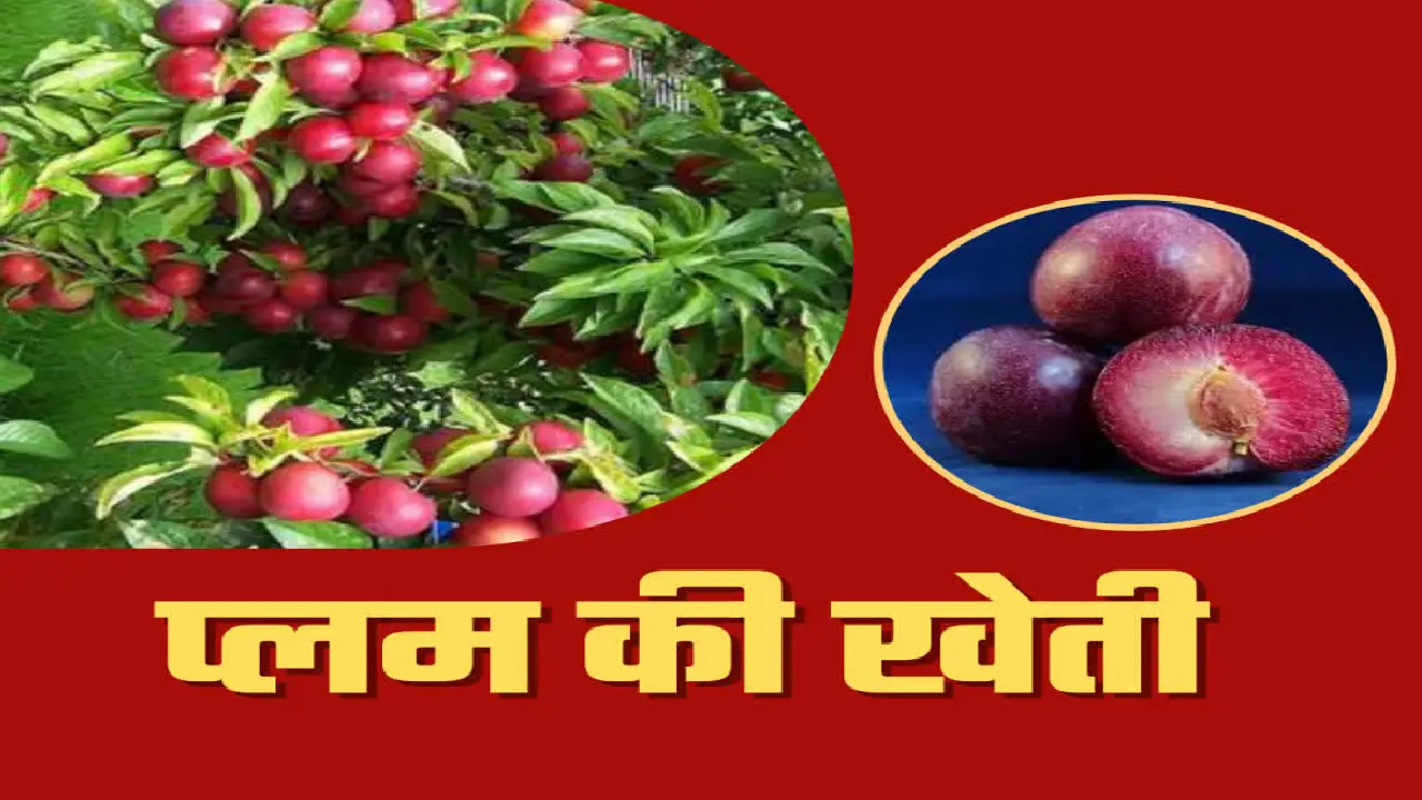 Himachal Pradesh । Mandi । Plum: बागवानी क्षेत्र से मंडी के किसानों की आय में हुई बढ़ोतरी  