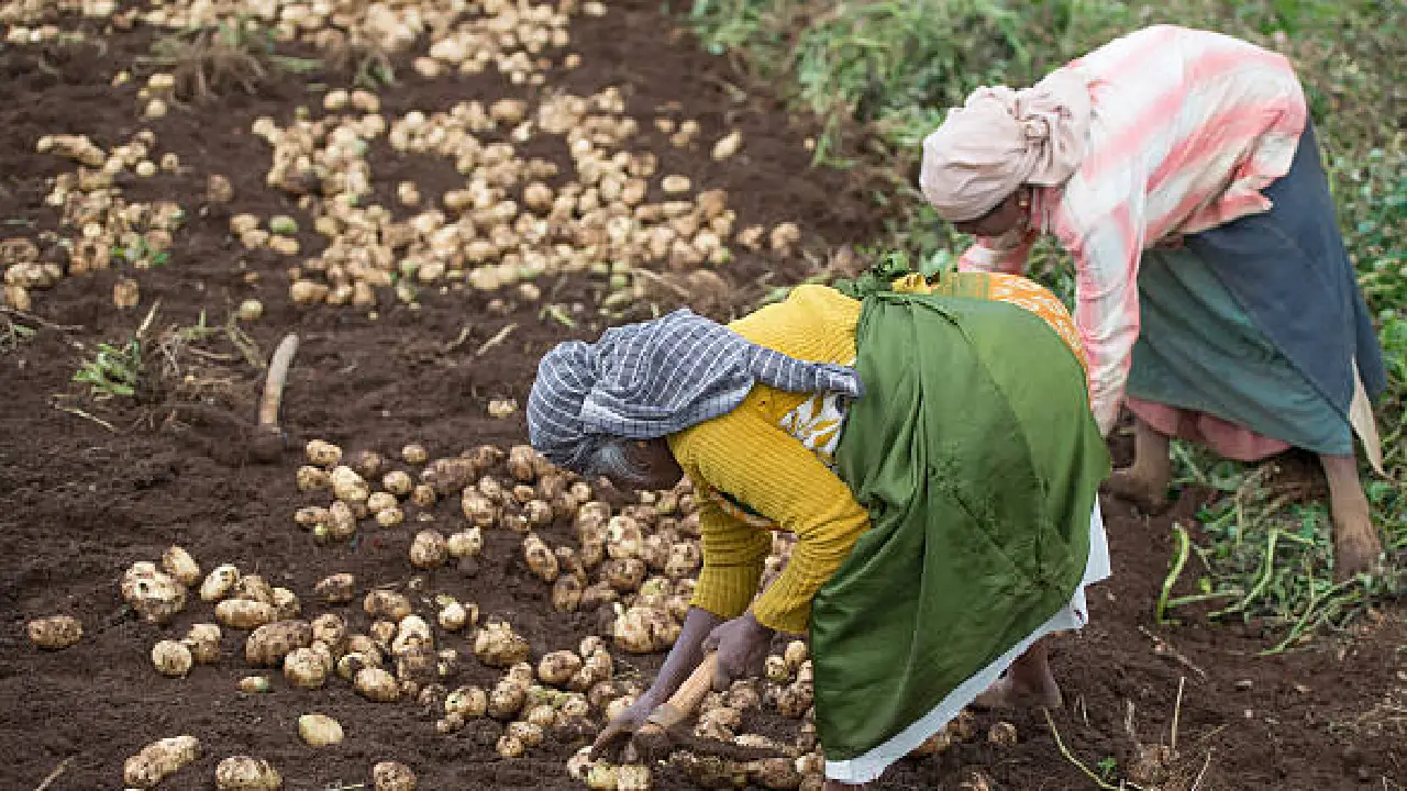 Success Story । Himachal Predesh । Natural Farming: हरनेड़ के बुजुर्ग दंपत्ति ने प्राकृतिक खेती से पैदा की बंपर फसल